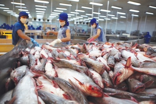 Xuất khẩu cá tra vào Mỹ liên tiếp gặp trở ngại do thuế chống bán phá giá và đạo luật Farm Bill mới được áp dụng.