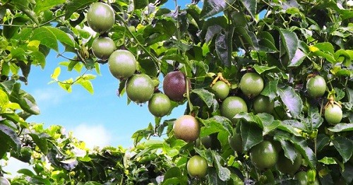 Mảng cây ăn trái đem về doanh thu hơn 5 tỷ đồng mỗi ngày cho Hoàng Anh Gia Lai trong quý III/2017.