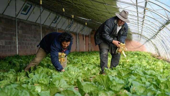 Một trang trại trồng rau ở Trung Quốc - Ảnh: Xinhua.