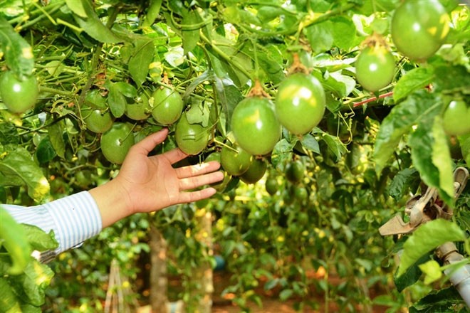 Năm 2017, Hoàng Anh Gia Lai đạt 1.650 tỷ đồng doanh thu từ bán trái cây
