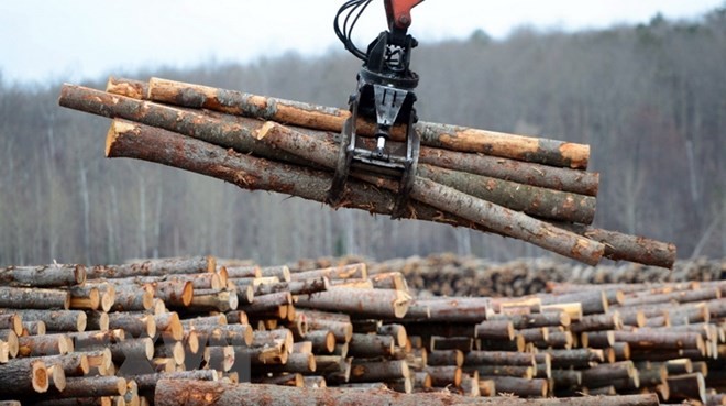 Sản phẩm gỗ mềm tại Công ty Murray Brothers Lumber ở Madawaska, Canada. (Nguồn: THE CANADIAN PRESS/TTXVN)