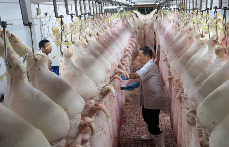 Việt Nam đang duy trì năng lực sản xuất bình quân 27 triệu con lợn mỗi năm, đứng thứ 3 thế giới về số lượng đầu lợn. Ảnh: Quang Đức