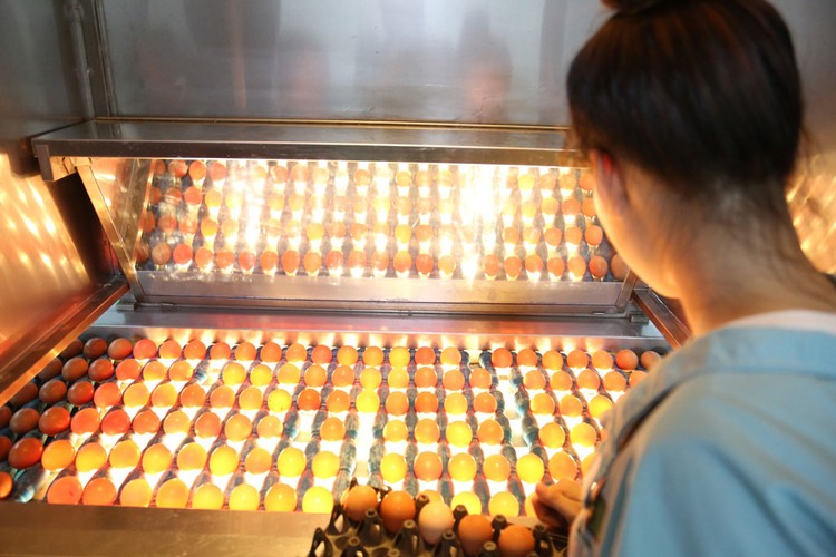 Trứng sau khi làm sạch và khử trùng bằng tia UV công nghệ châu Âu sẽ được đưa vào hệ thống soi trứng tươi, loại bỏ trứng lỗi