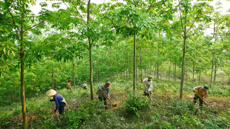 DN Việt đầu tư ra nước ngoài, nhất là trong lĩnh vực nông nghiệp, dễ gặp phải những rủi ro về môi trường, xã hội. Ảnh: Tường Lâm