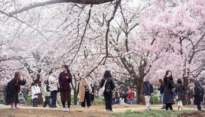Du khách ngắm hoa anh đào trong một công viên ở Tokyo - Ảnh: Bloomberg.