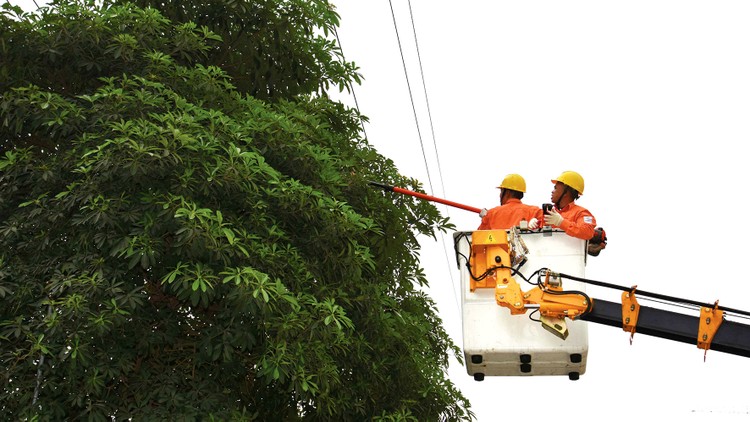 Đội đường dây đang cưa cây để không ảnh hưởng tới hành lang an toàn lưới điện
