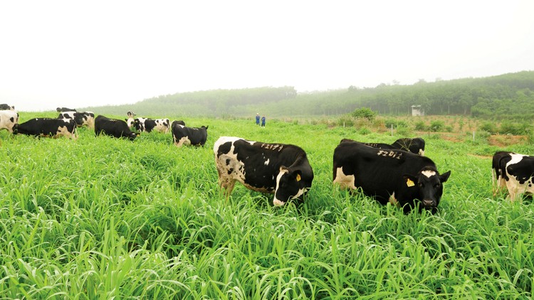 Đàn bò sữa hữu cơ của Trang trại TH