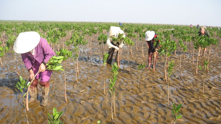 Gói thầu số 05 Trồng mới 50 ha rừng ngập mặn (tỉnh Thanh Hóa) sử dụng vốn ODA. Ảnh: Viết Nghi