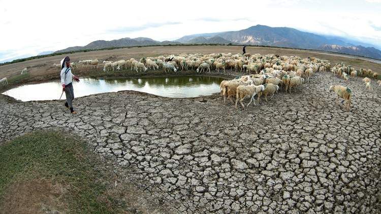 Dự án Nâng cao hiệu quả sử dụng nước cho các tỉnh bị ảnh hưởng bởi hạn hán có tổng mức đầu tư là 124,26 triệu USD. Ảnh: Lê Tiên