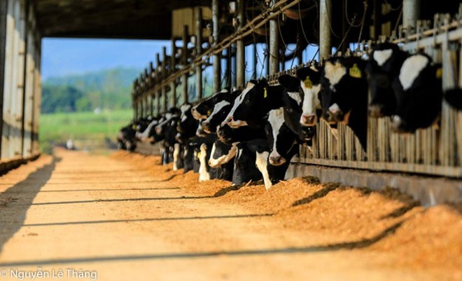 Bò sữa TH được nuôi trong những chuồng trại cao ráo, mát mẻ và gắn chip để theo dõi toàn diện