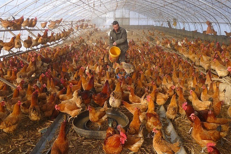 Một trang trại nuôi gà tại Heibe, tỉnh Hắc Long Giang, Trung Quốc.Ảnh: Reuters