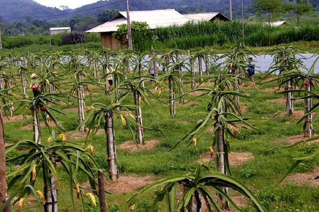Bán đấu giá tài sản 5 tài sản bảo đảm của Ngân hàng Nông nghiệp và Phát triển nông thôn Việt Nam (Agribank) - chi nhánh huyện Tuy Phong, trong đó có 9.000 m2 tại Quốc lộ 1A đất trồng cây thanh long. (Ảnh minh họa internet)