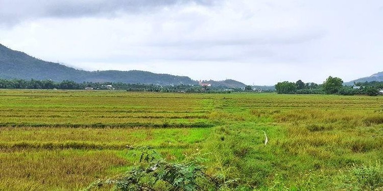 Đà Nẵng sẽ chuyển mục đích sử dụng đất trồng lúa bổ sung năm 2022 đối với 4 công trình, dự án.
