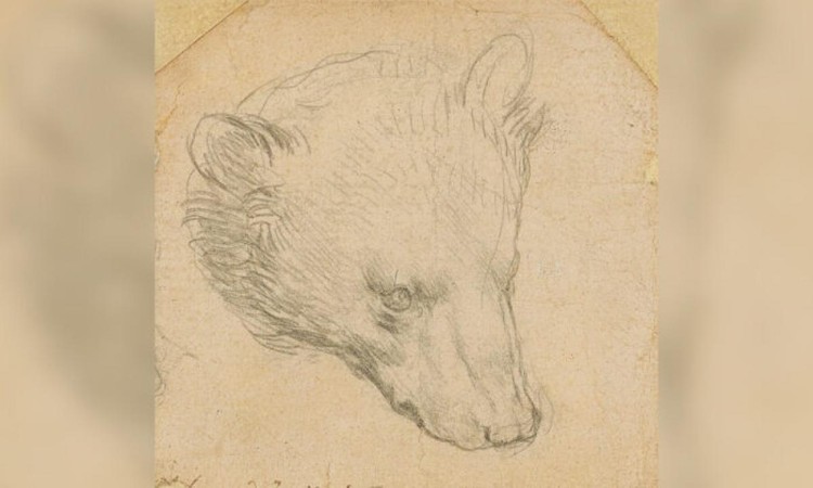 Bức họa "Đầu gấu" của Leonardo Da Vinci. Ảnh: The Epoch Times