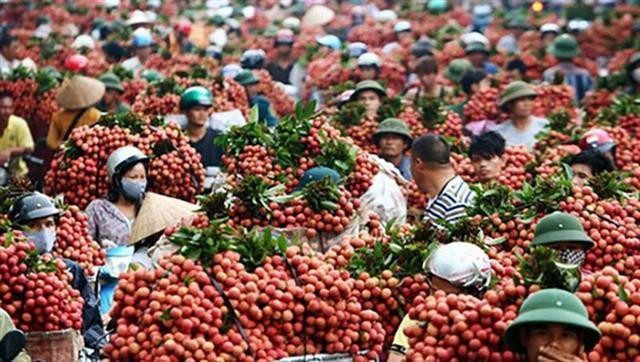 Thủ tướng Chính phủ yêu cầu Bộ Công Thương bảo đảm tạo điều kiện thuận lợi nhất, ưu tiên tối đa cho hoạt động thu mua, phân phối tiêu thụ mặt hàng quả vải tại tỉnh Bắc Giang.