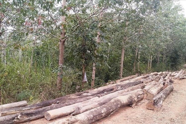 Nhiều vụ phá rừng ở xã biên giới Ia Púch, huyện Chư Prông bị phát hiện, xử lý