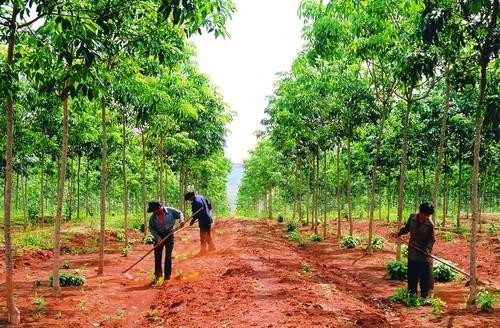 Quảng Trị vừa có quyết định chấp thuận chủ trương đầu tư Dự án Trồng rừng nguyên liệu có tổng vốn đầu tư hơn 29 tỷ đồng. Ảnh chỉ mang tính minh họa. Nguồn Internet