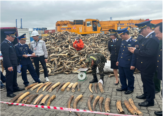 Hải quan Hải Phòng đã thu giữ hơn 600 kg ngà voi châu Phi nhập khẩu trái phép