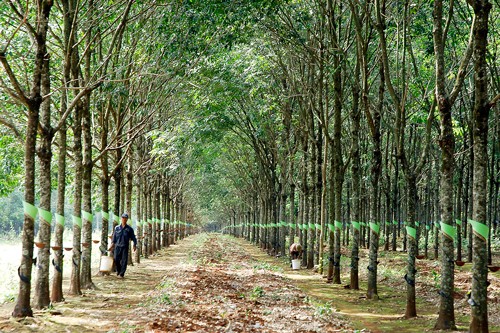 Ngày 10/3/2023, đấu giá cây cao su thanh lý tại tỉnh Tây Ninh
