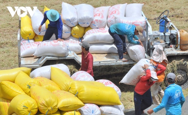 Thủ tướng Chính phủ Phạm Minh Chính chỉ đạo đẩy nhanh việc xây dựng, nhân rộng các mô hình chuỗi liên kết tiêu thụ sản phẩm lúa gạo 