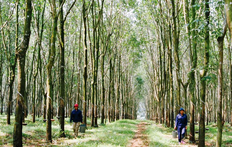 Gói thầu Mua sắm phân bón cho vườn cây cao su kinh doanh năm 2021 của Công ty TNHH MTV Cao su Quảng Trị có giá gói thầu 1,515 tỷ đồng. Ảnh minh họa: Đức Thụy