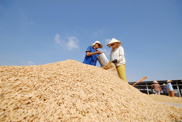 Gạo Việt Nam ngày càng khẳng định vị thế tại nhiều thị trường khó tính. Ảnh: Song Lê