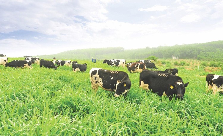 Cụm trang trại bò sữa TH là nơi sử dụng công nghệ tiên tiến để nâng cao chất lượng chăn nuôi. Hãy xem hình ảnh liên quan để tìm hiểu về cách công nghệ này giúp nâng bước nền nông nghiệp và cải thiện chất lượng sản phẩm sữa.