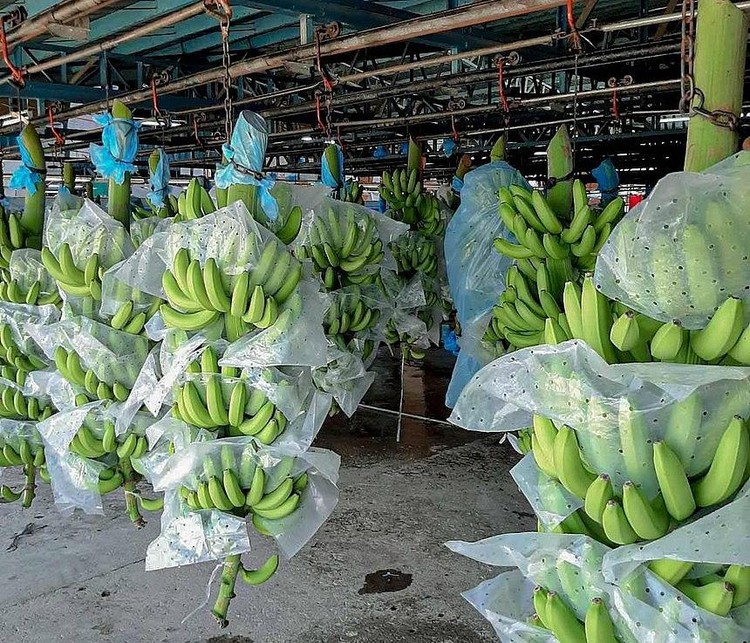 Thị trường Nhật Bản tăng nhập khẩu trái chuối từ Việt Nam