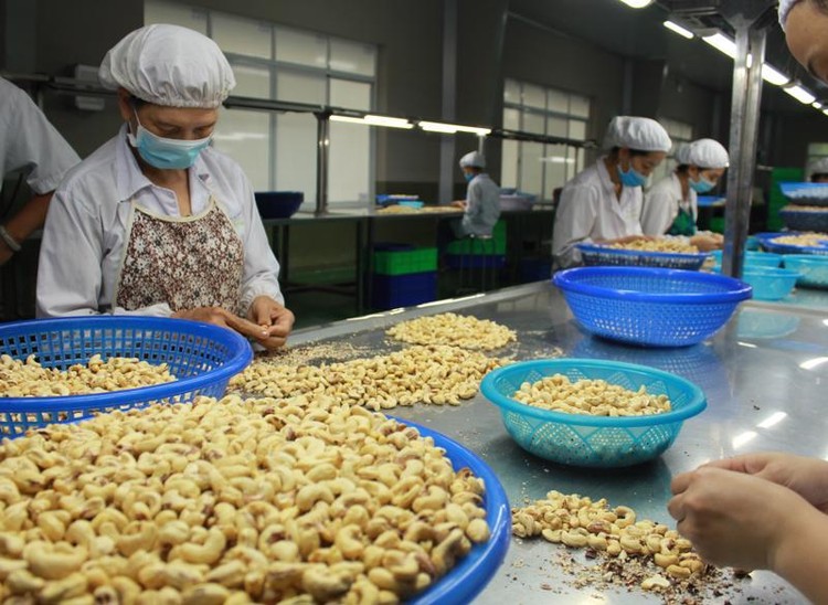 EU là thị trường xuất khẩu hạt điều lớn thứ hai của Việt Nam.