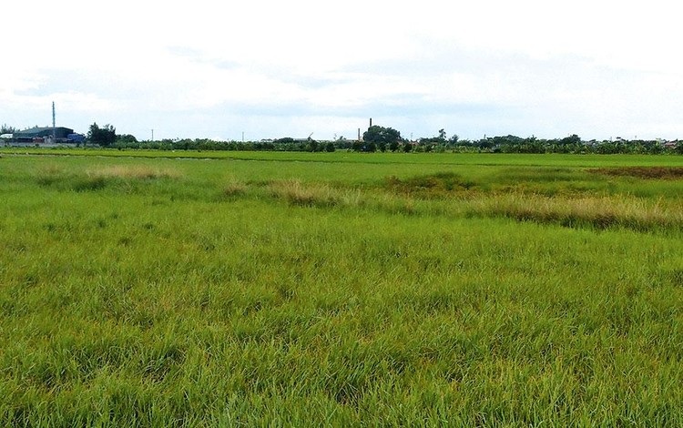Khu đất thực hiện Dự án Cụm công nghiệp tập trung Đồng Côi giai đoạn 2 có diện tích 24,8 ha. Ảnh: Nguyễn Thủy