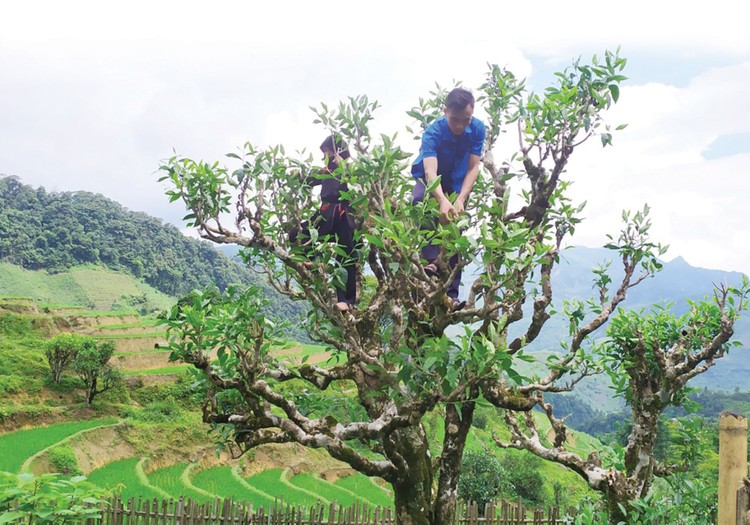 Những cây chè Shan tuyết cổ thụ ở Lào Cai cao đến 5 m, có tuổi đời hàng trăm năm, cho ra thị trường sản phẩm chất lượng cao