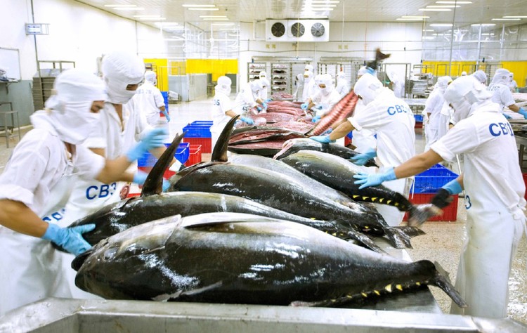 Xuất khẩu cá ngừ đạt mức cao nhất kể từ đầu năm