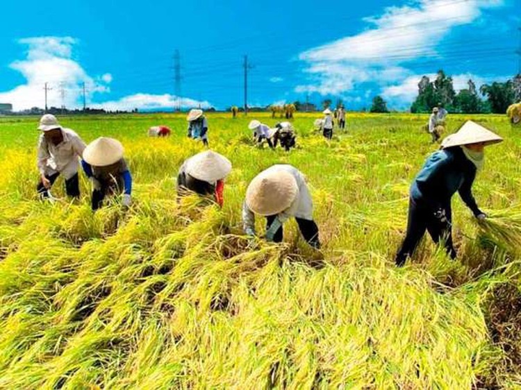 NHNN yêu cầu các NHTM có vốn nhà nước chủ động đi đầu hạ lãi suất cho vay hỗ trợ thu mua lúa gạo xuống mức 6%/năm. Ảnh minh họa: Internet 