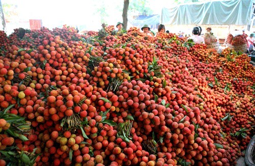 Trái cây Việt Nam tiếp tục chinh phục nhiều thị trường khó tính (ảnh: Internet)
